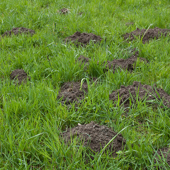 Vermeidung Futterverschmutzung
