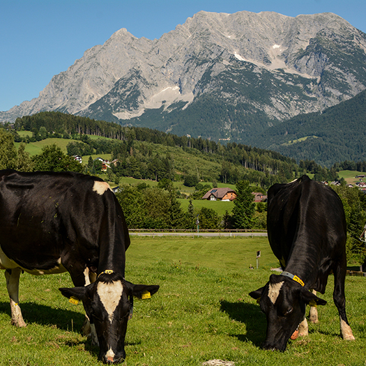 Weidehaltung